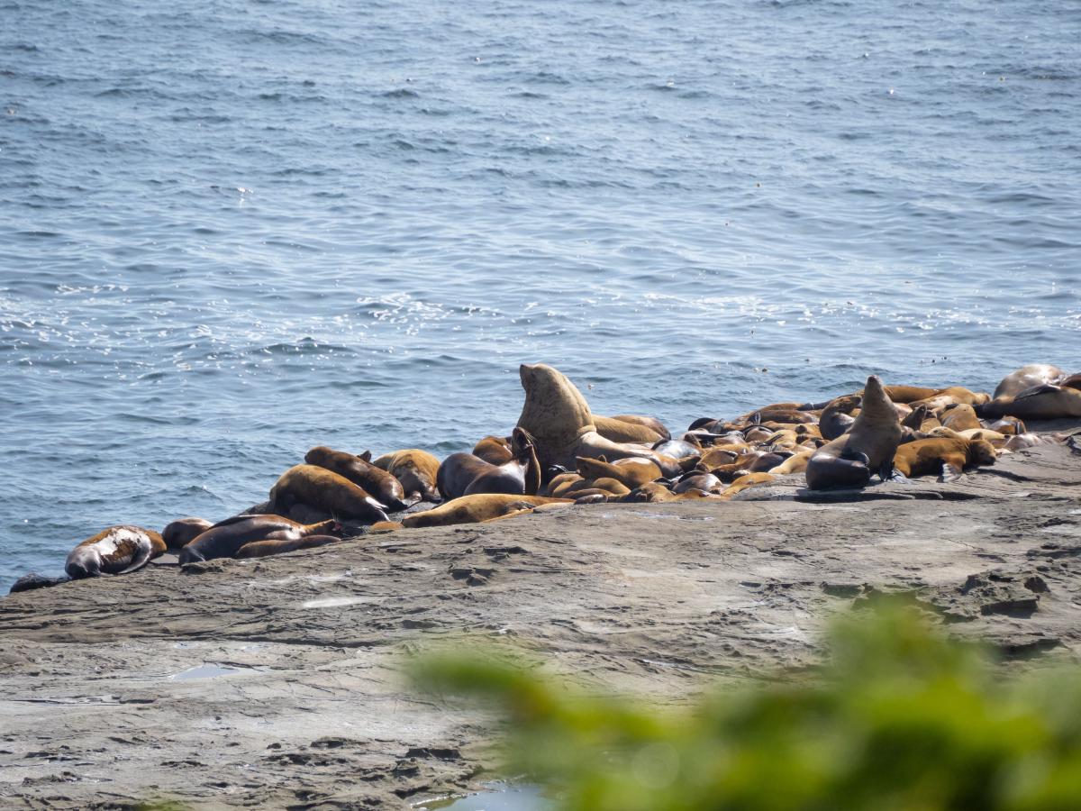 Sea Lion Colony on Sea Lion Rock