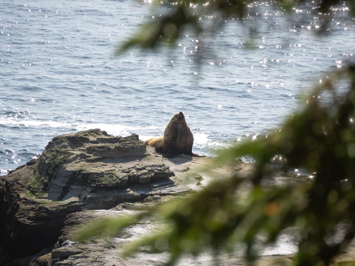Another Sea Lion