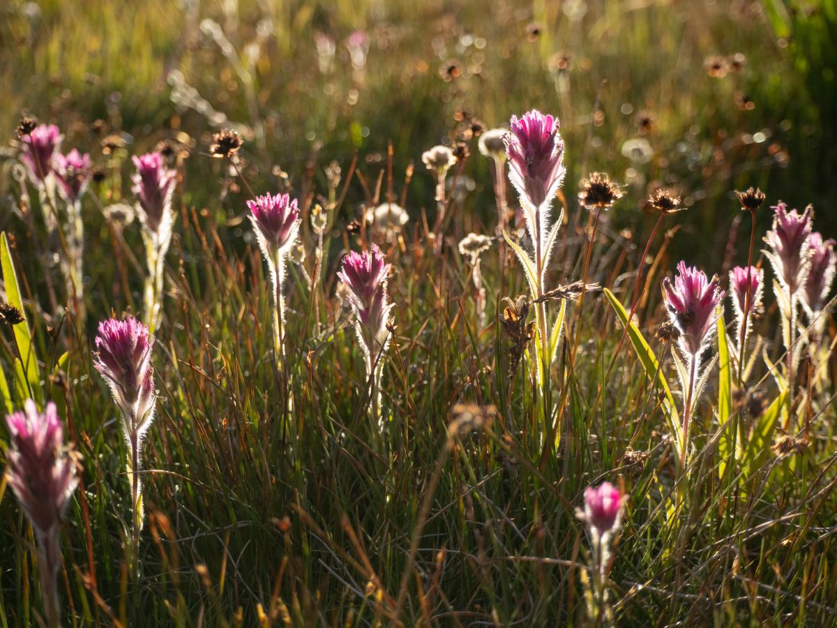Some flowers