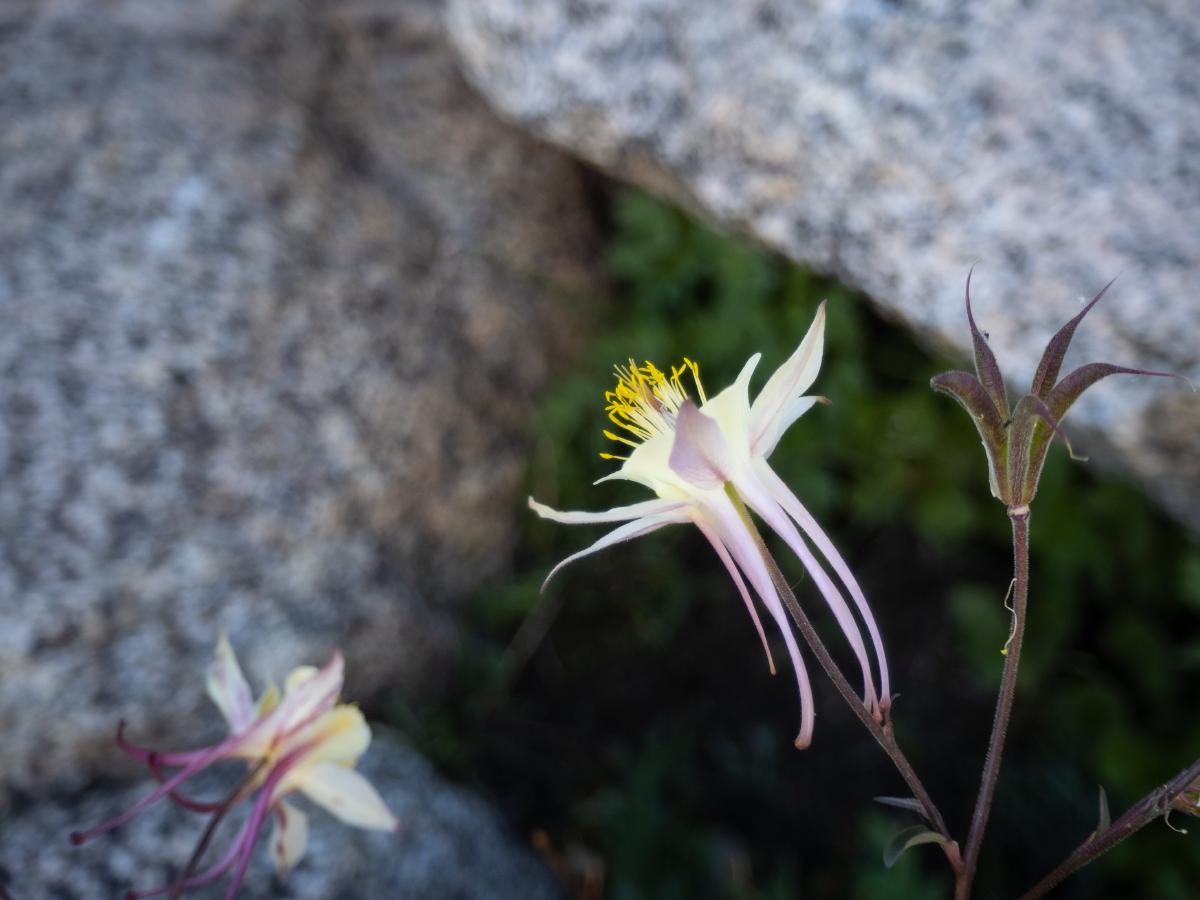 And more flowers