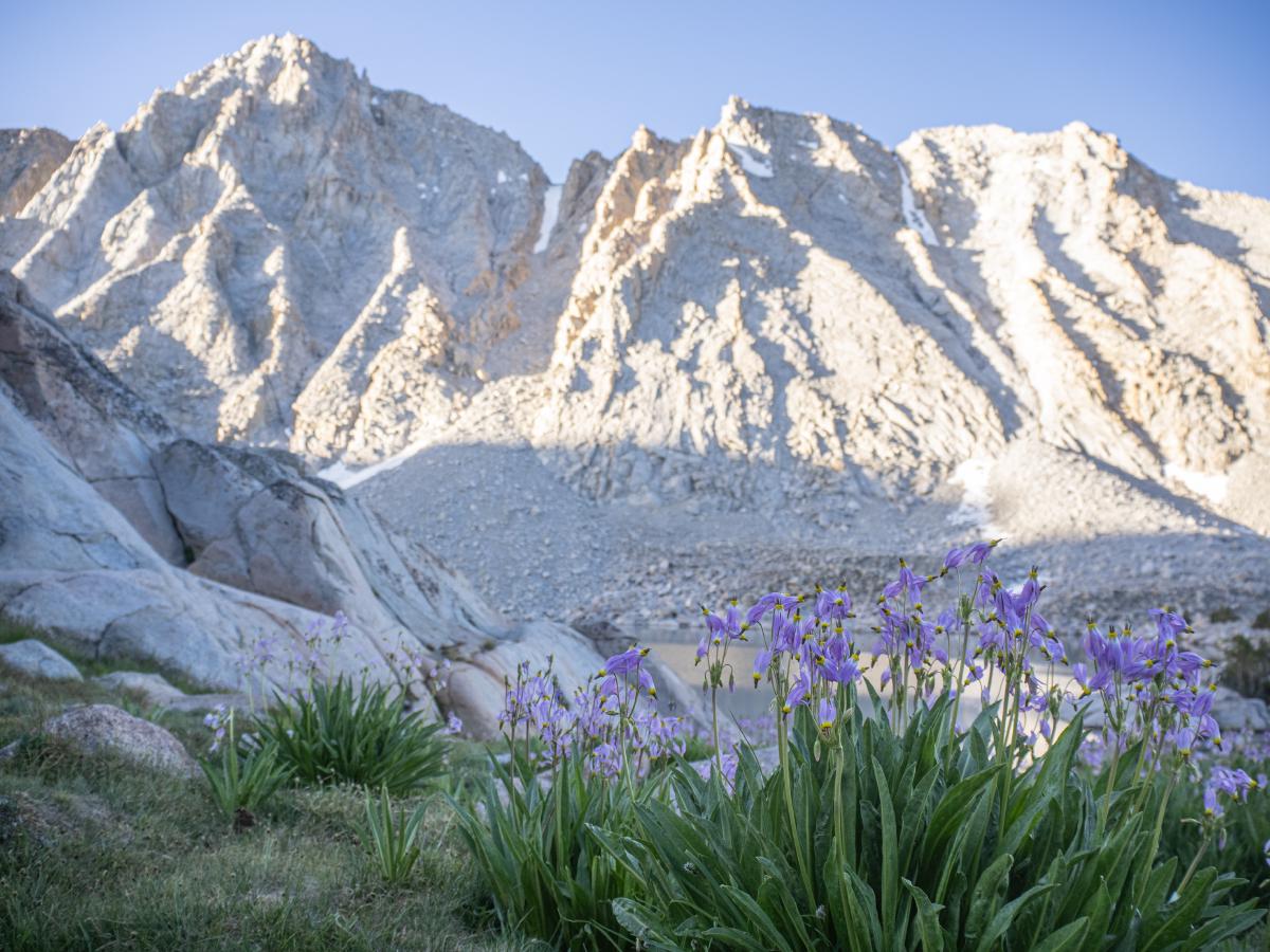 Flowers under the peaks