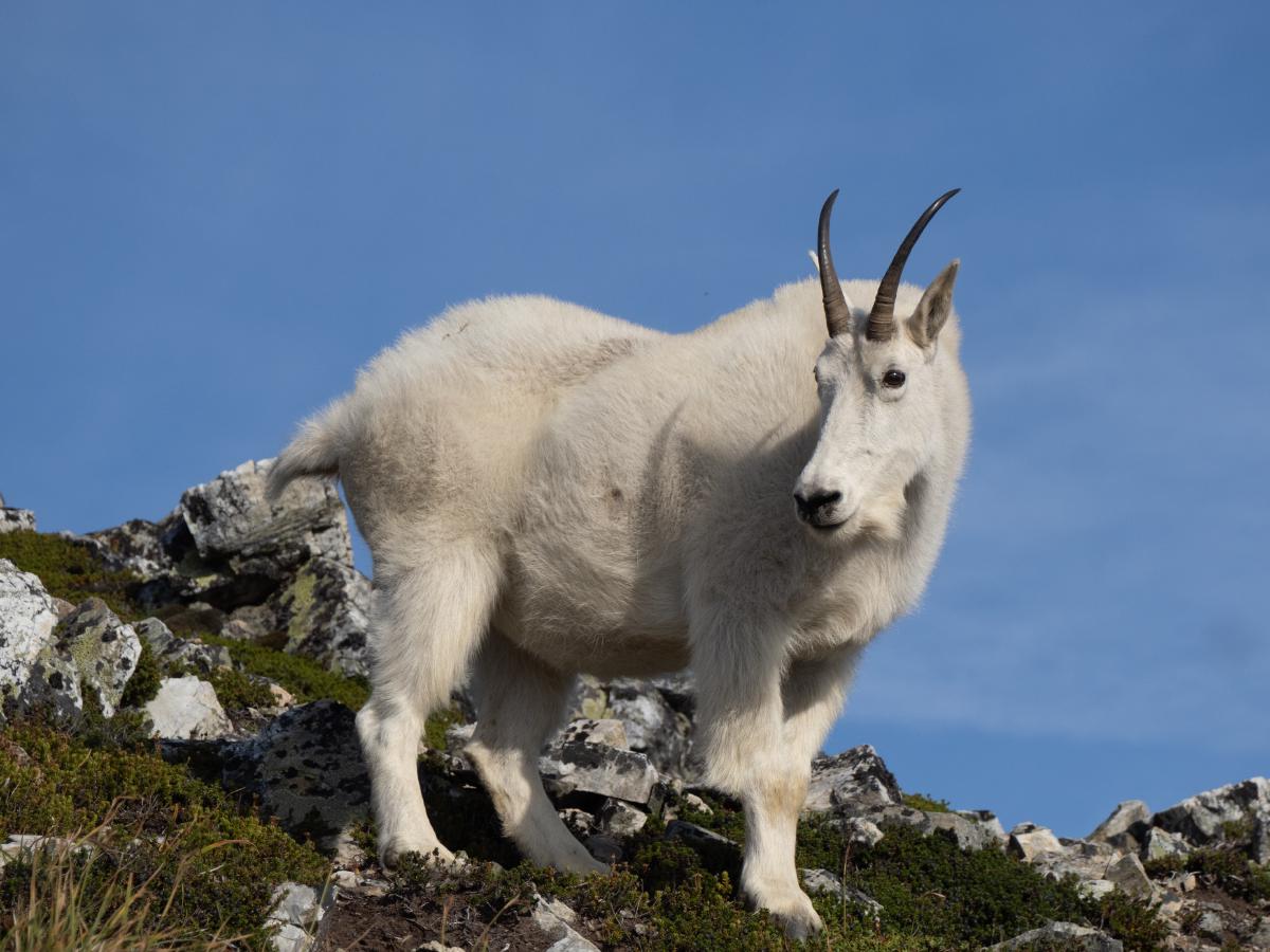 These animals really are not afraid of people