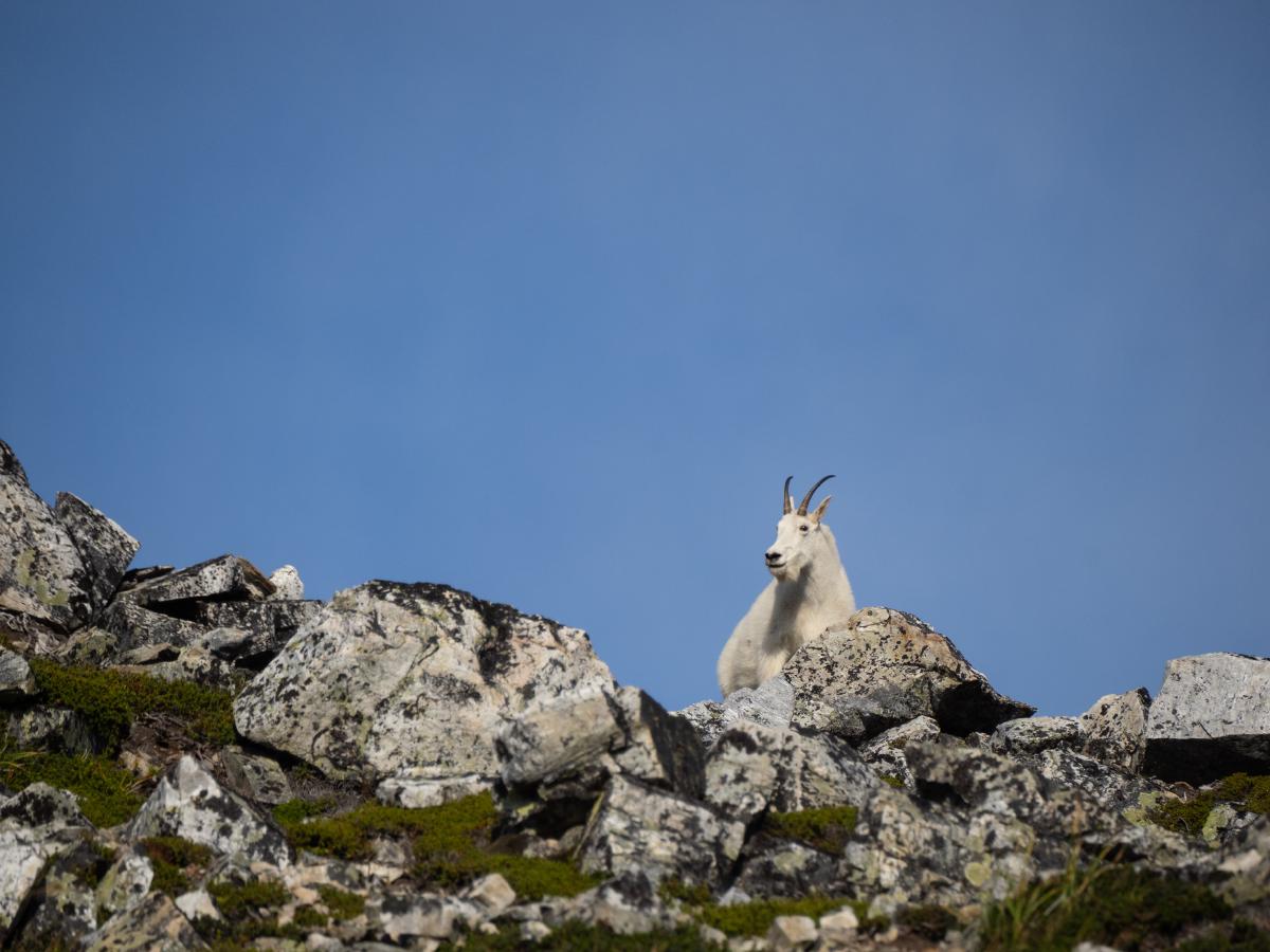Spotted a mountain goat from afar