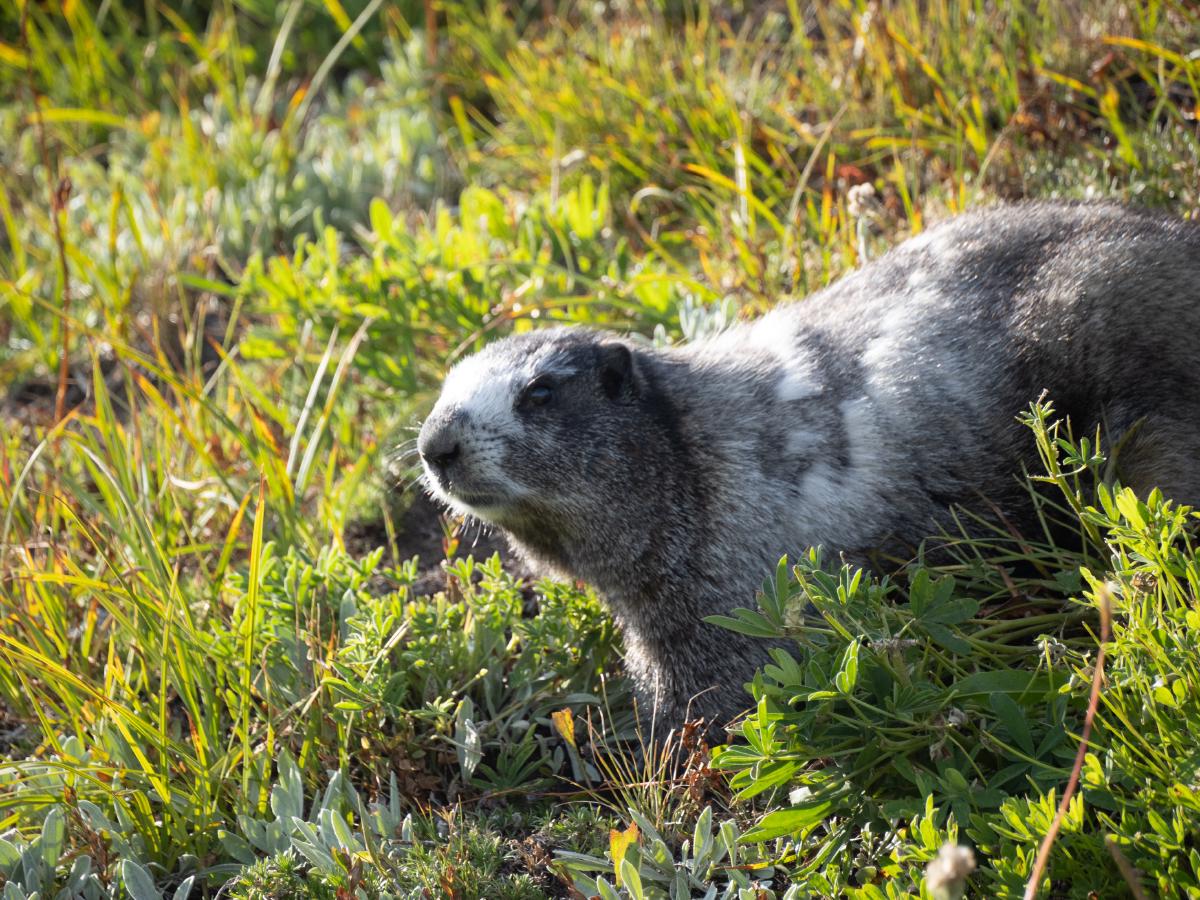 And a lazy marmot