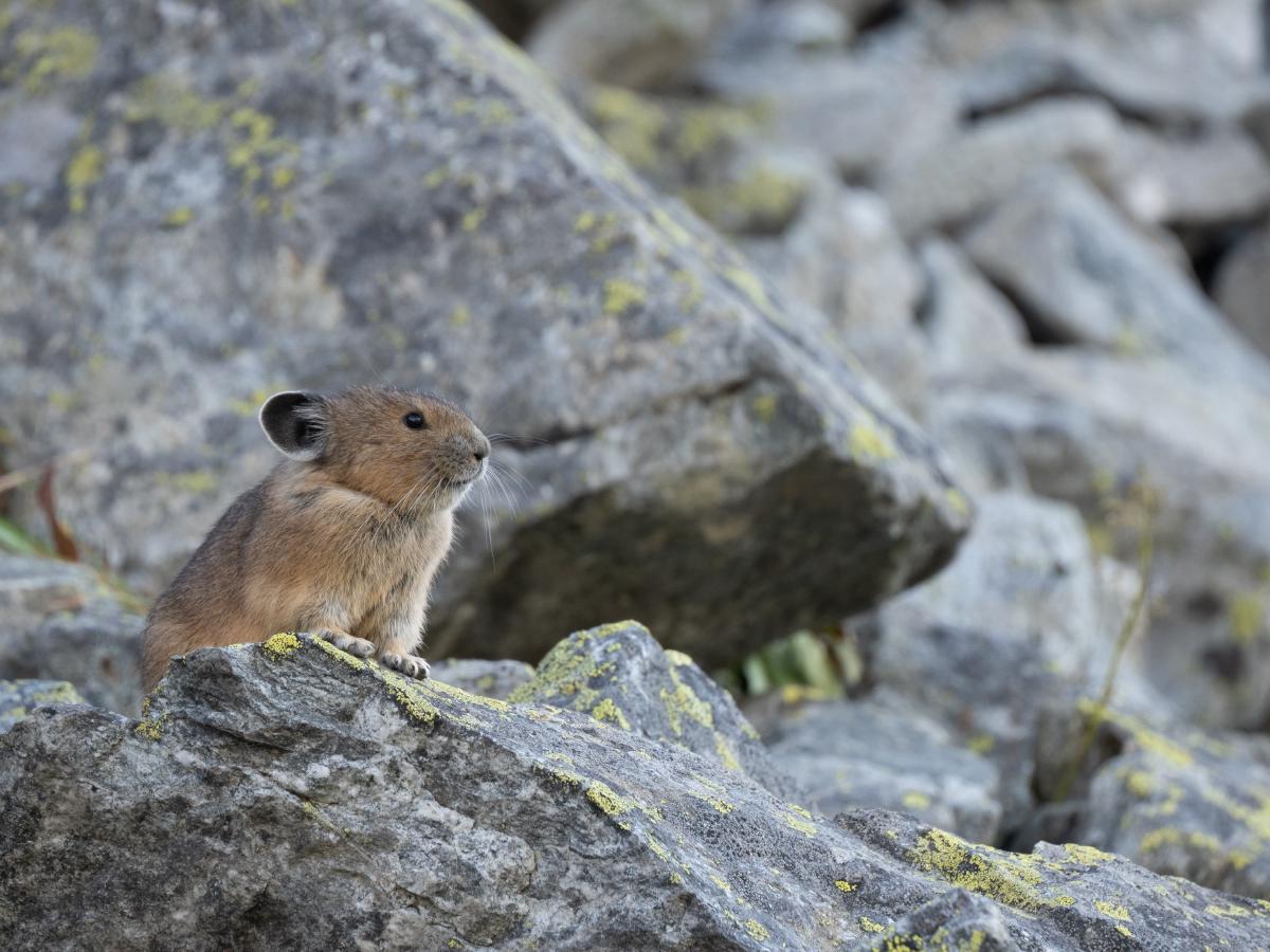 Another pika