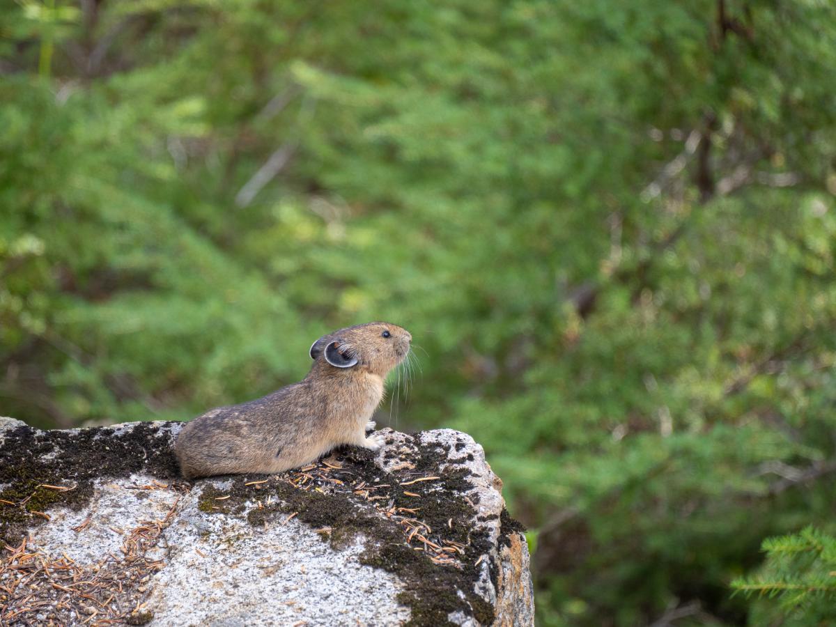 Pika chilling