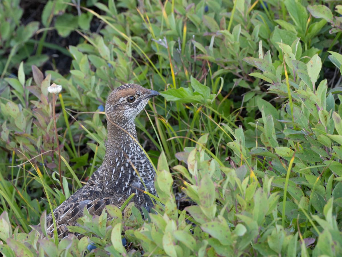 Ptarmigan trying its best to hide from me