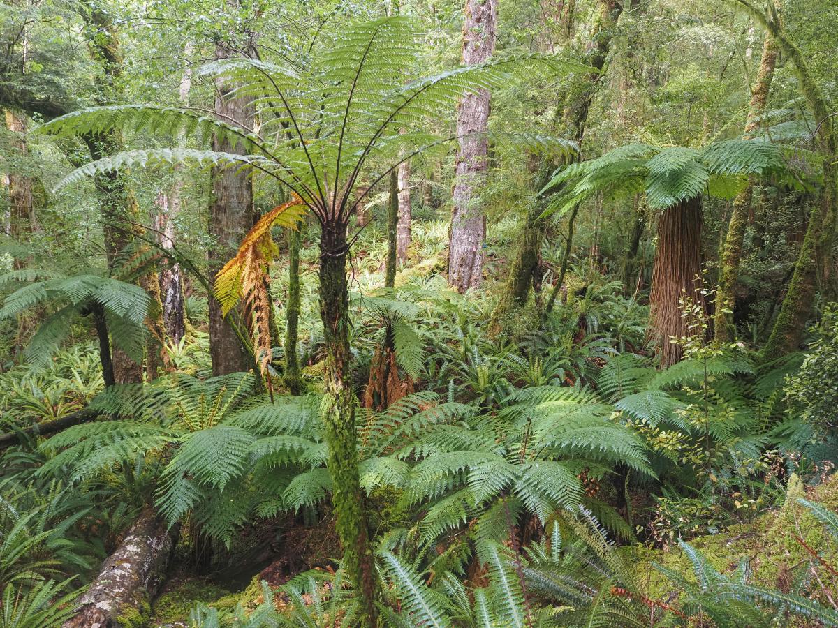 Typical view in the forest