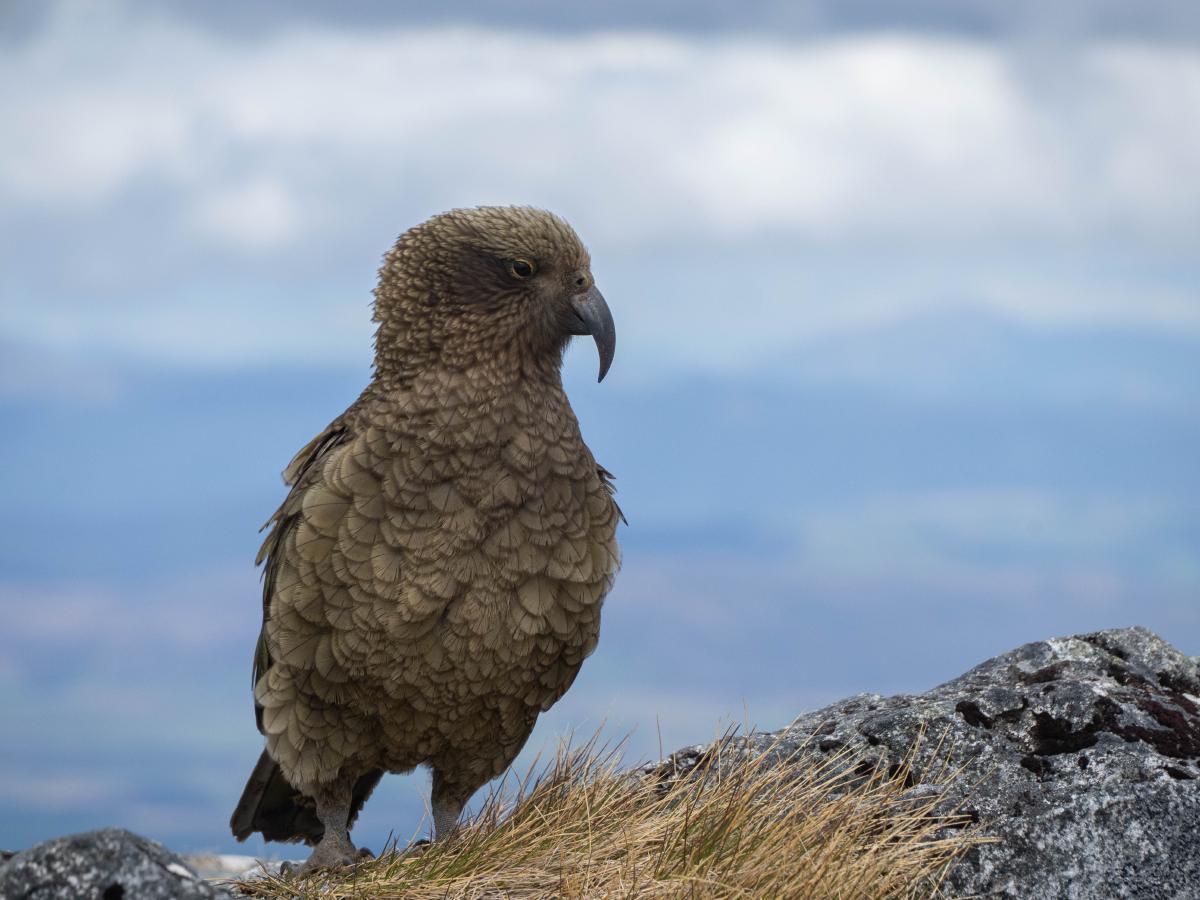 One of the many resident keas