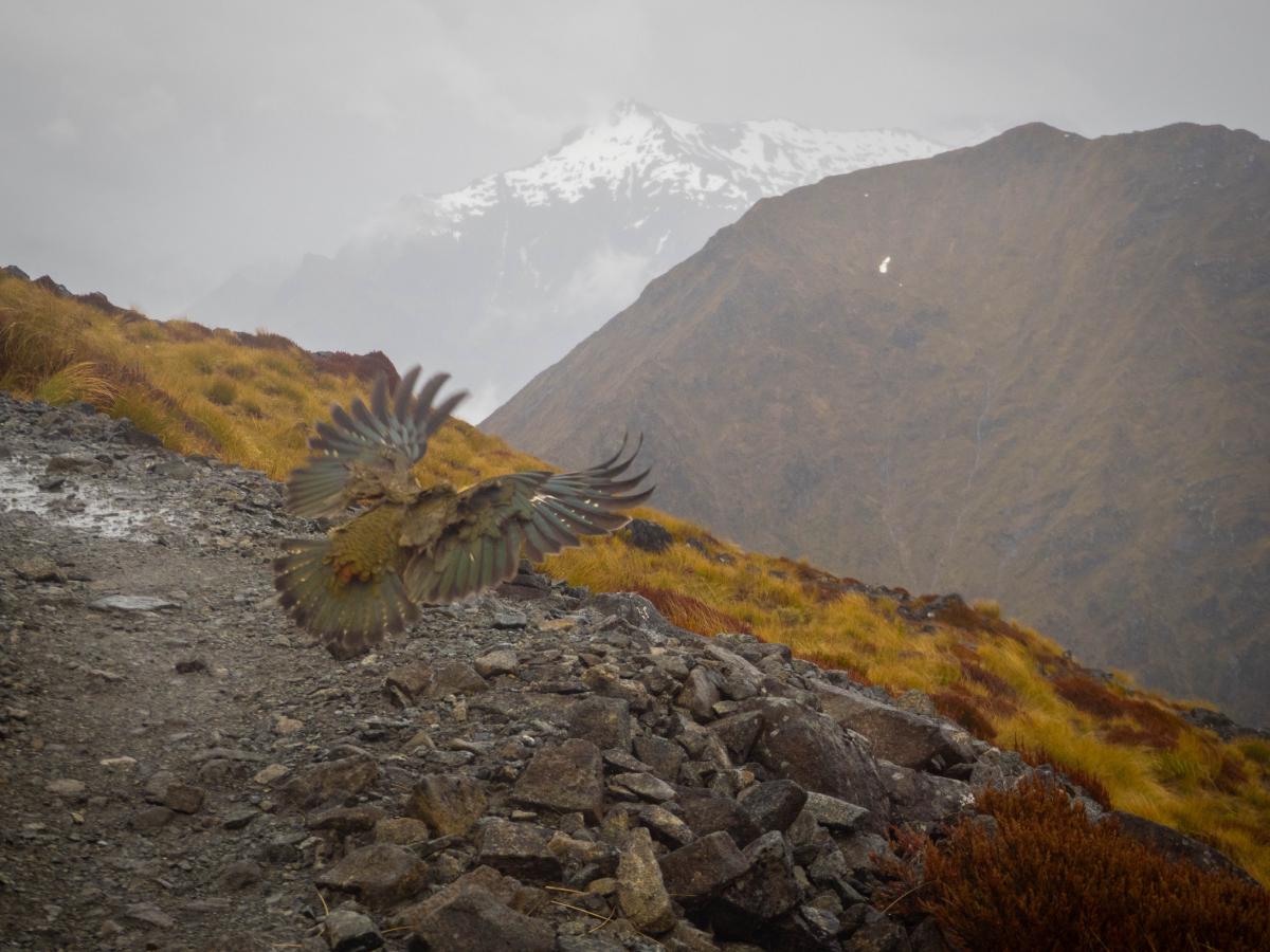 Another kea encounter