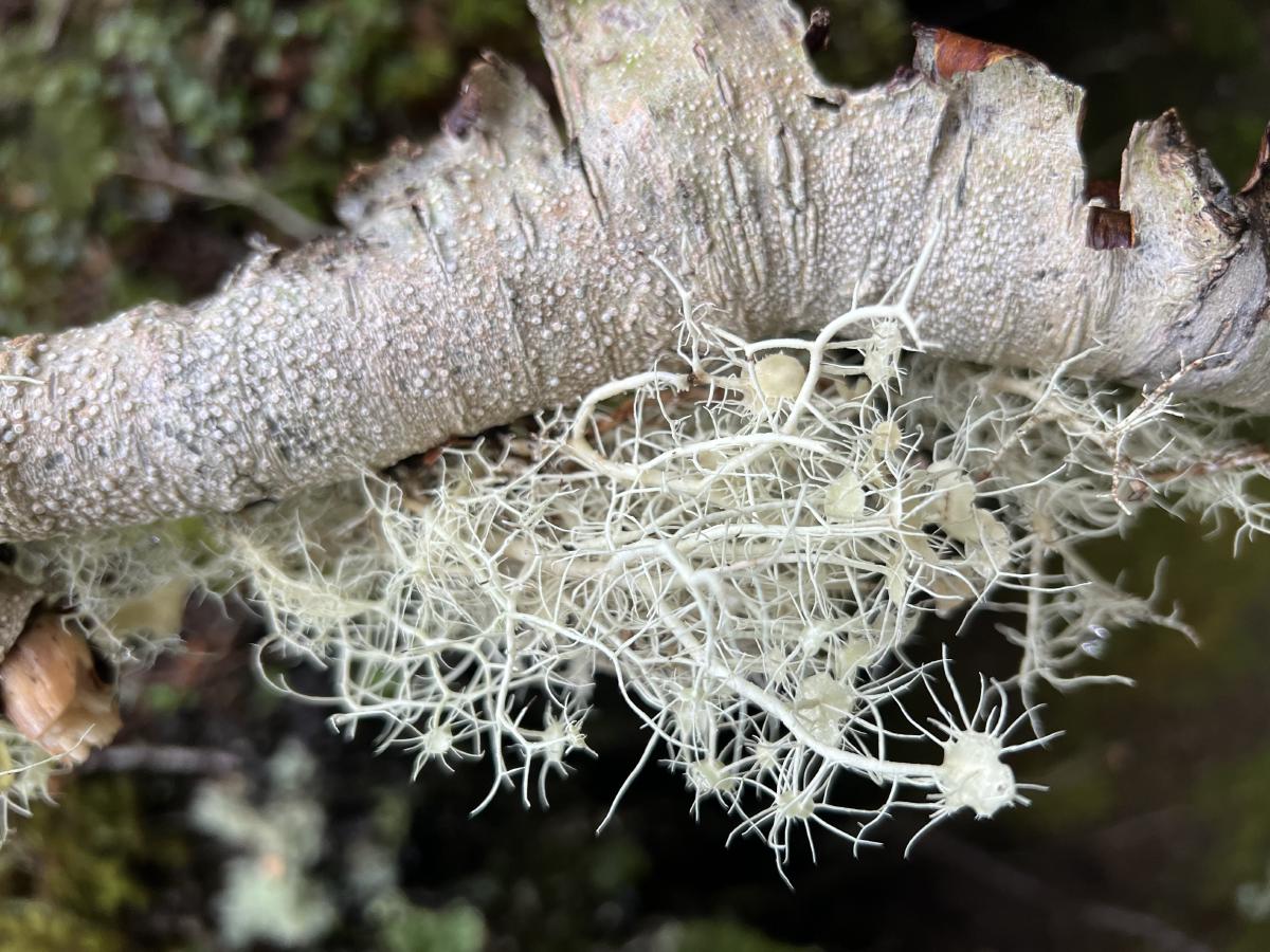 The lichen was also interesting