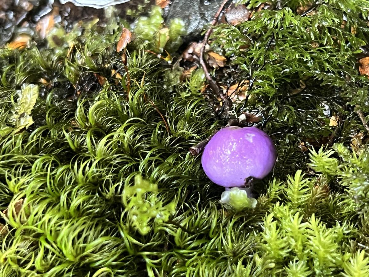 Purple Pouch Mushroom