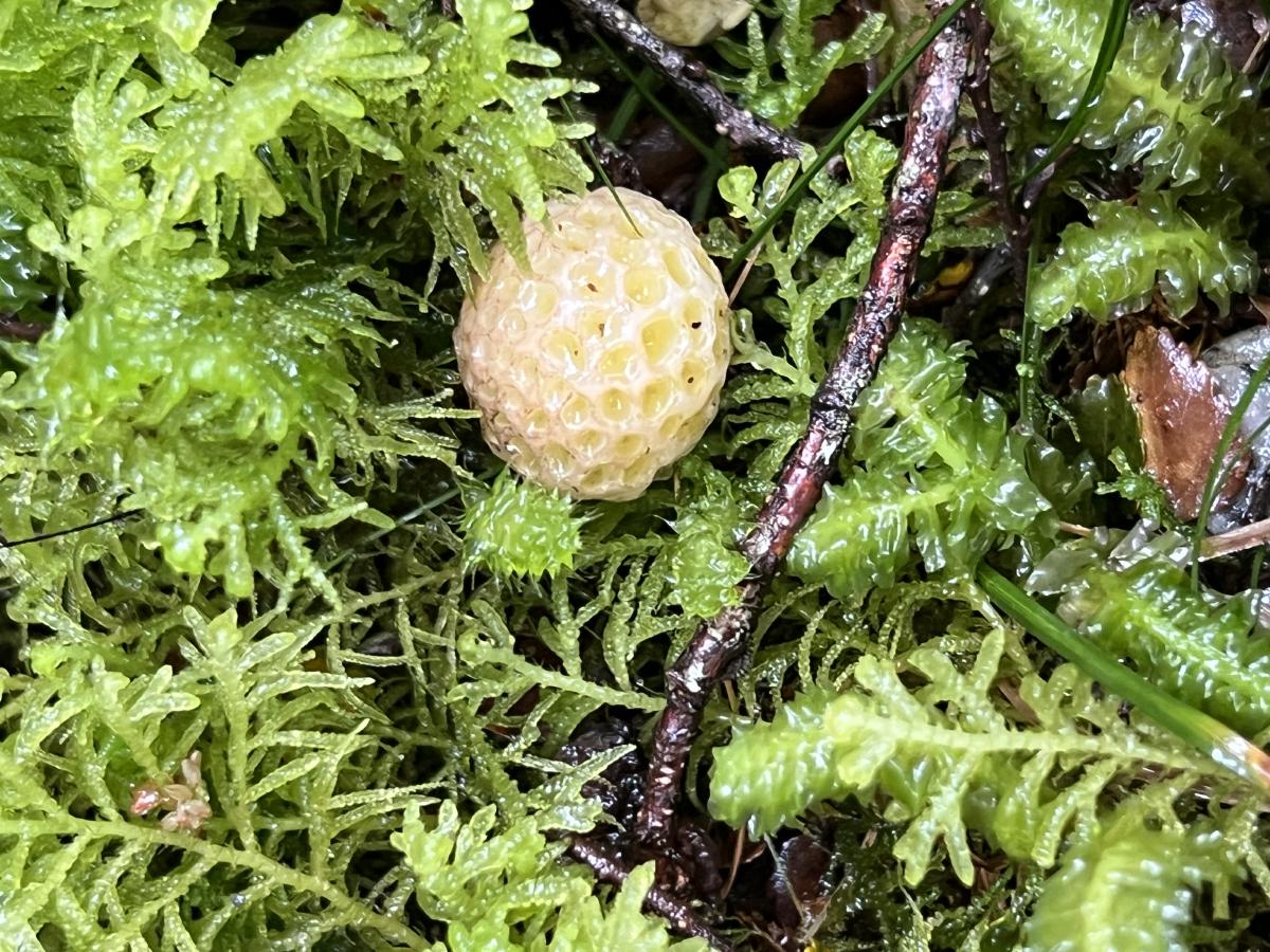 And another interesting find