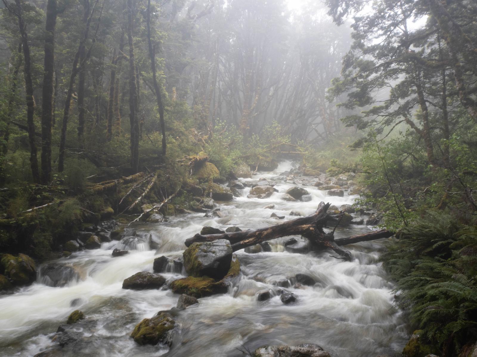 Photo of a river creek