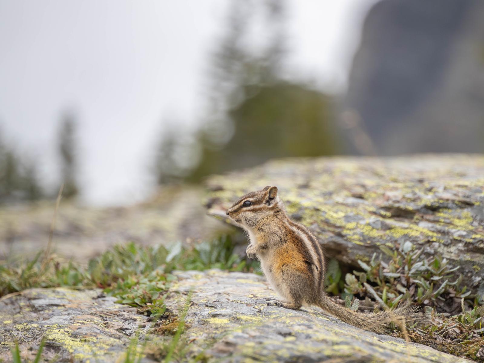 A chipmunk near Lake McArthur