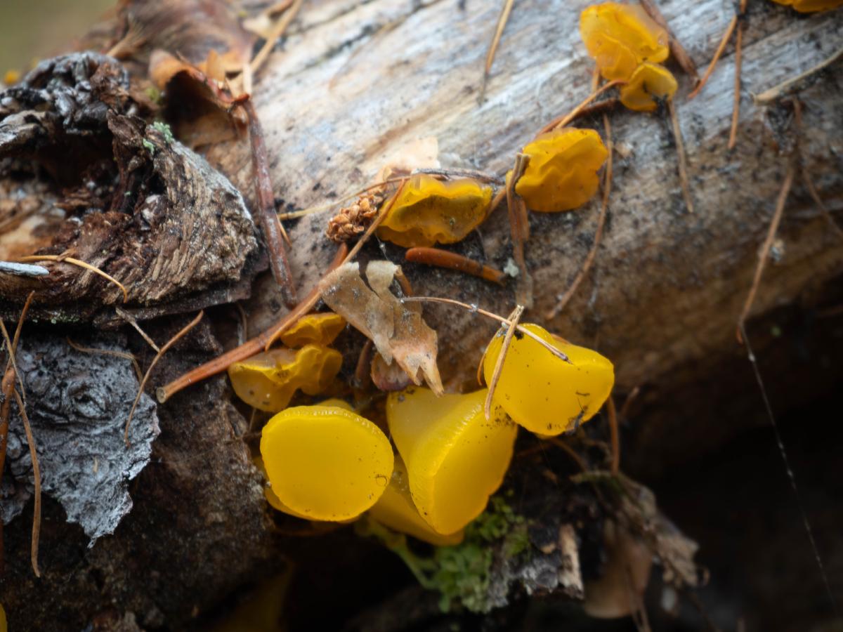 A jelly fungus on a log