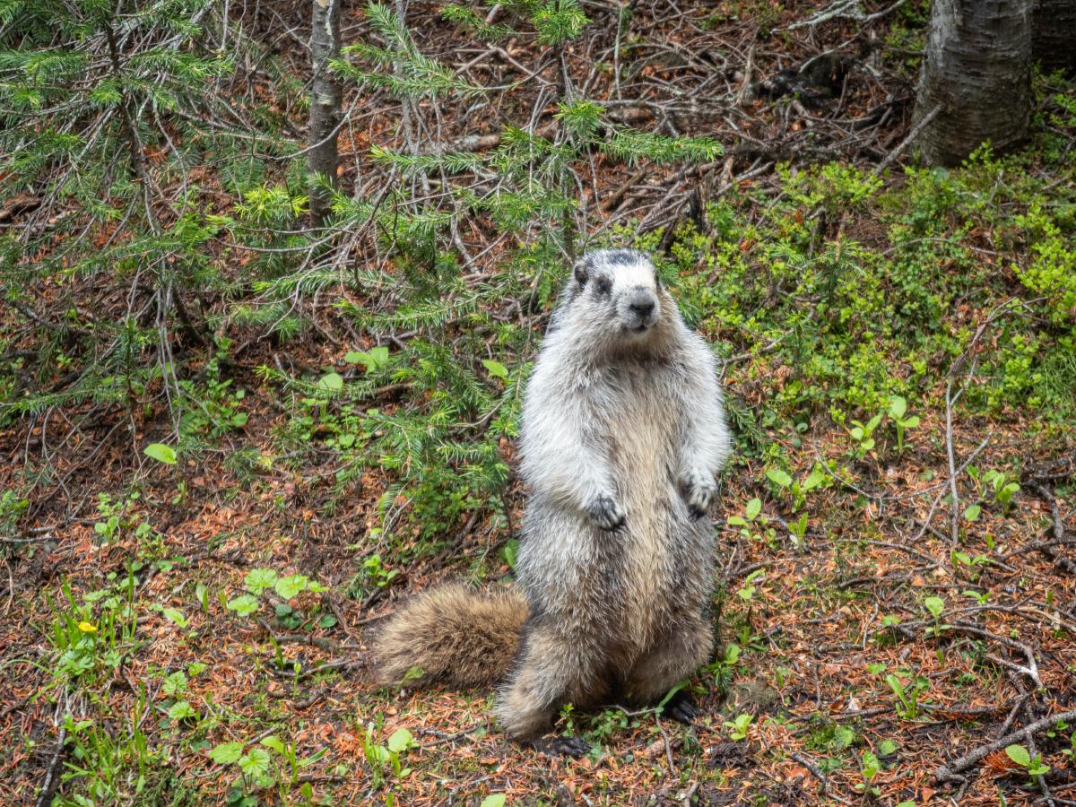 Another marmot