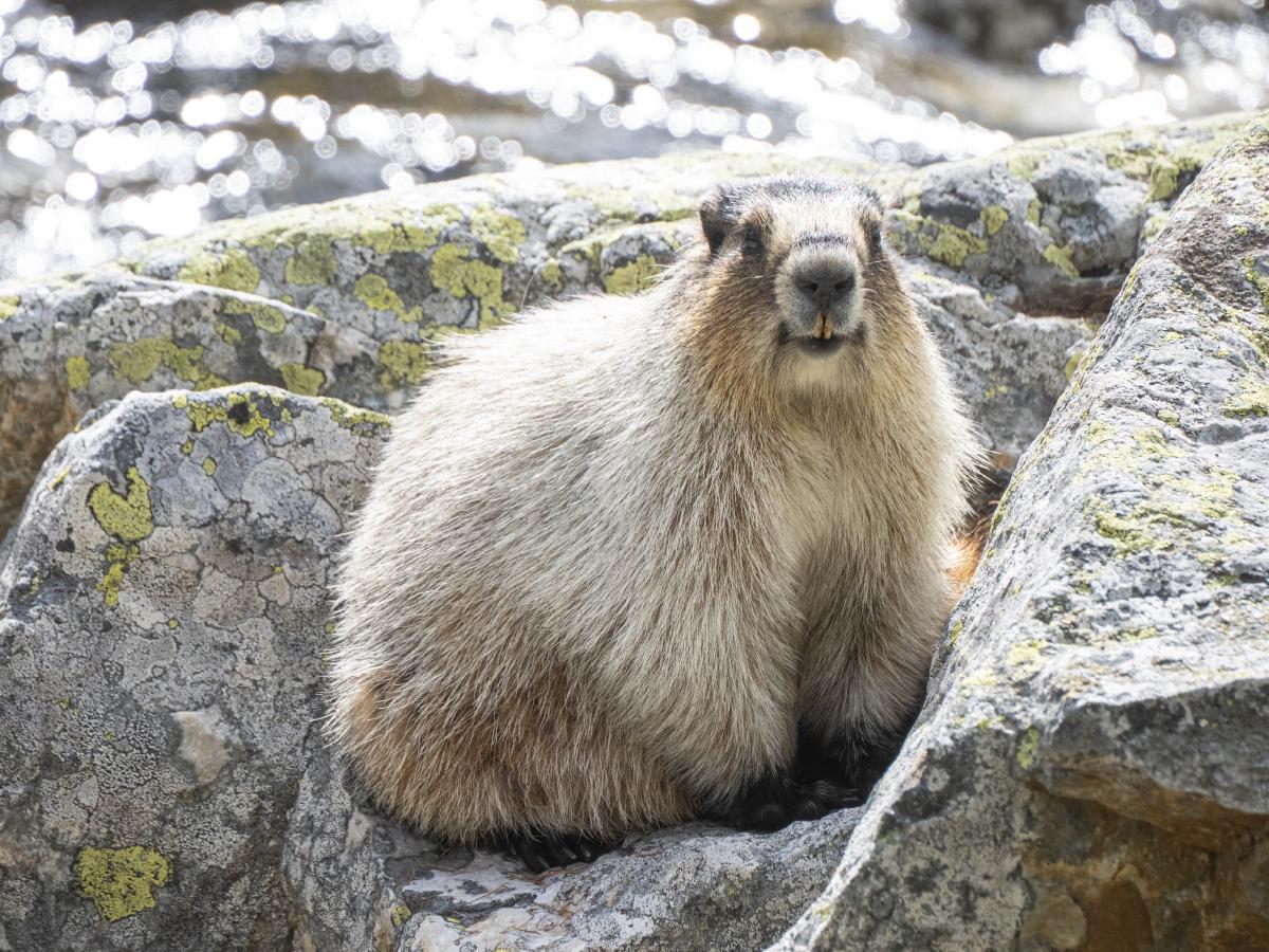 A marmot
