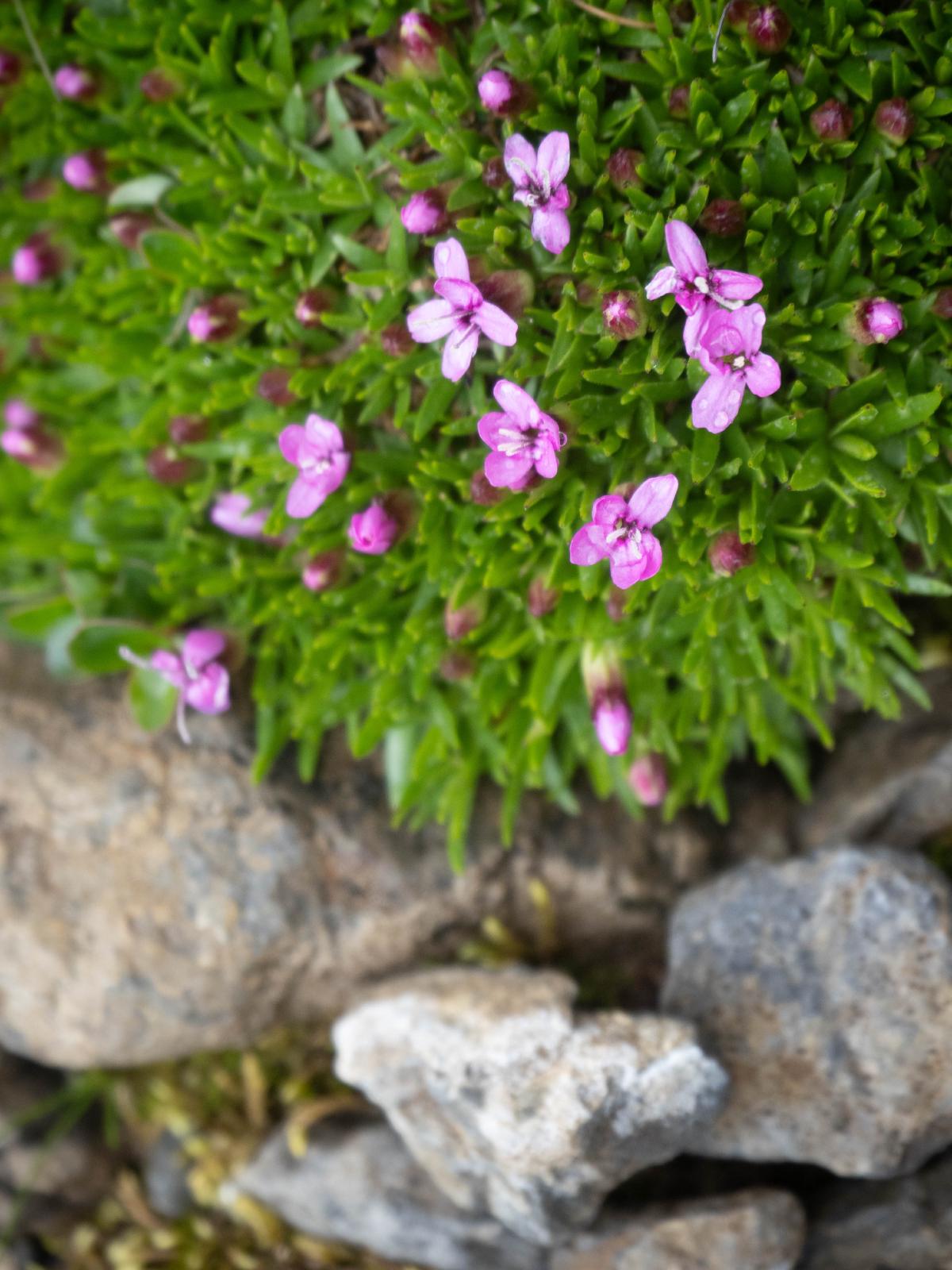 Wildflowers along the trail