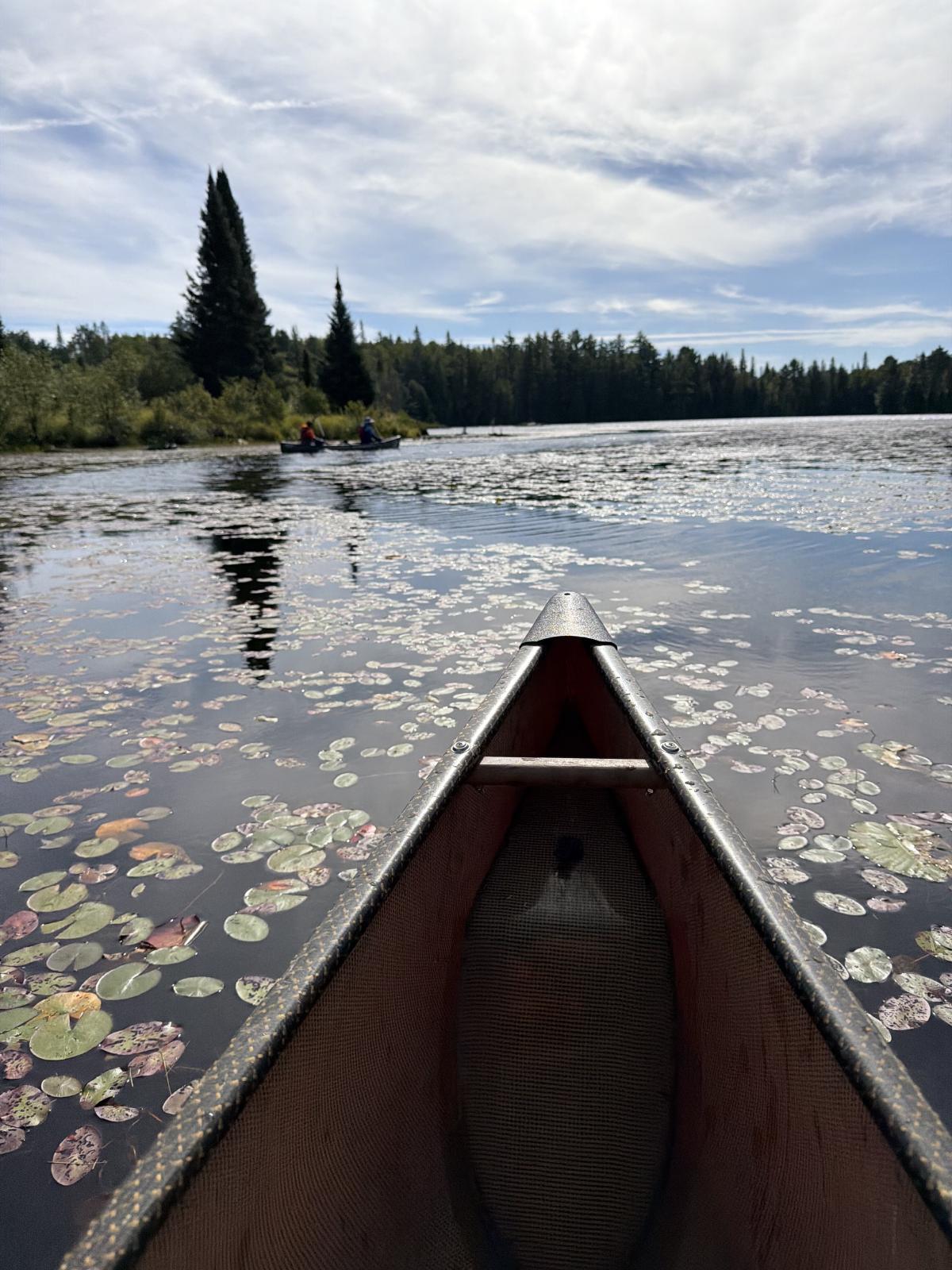 Lilypads and river grass
