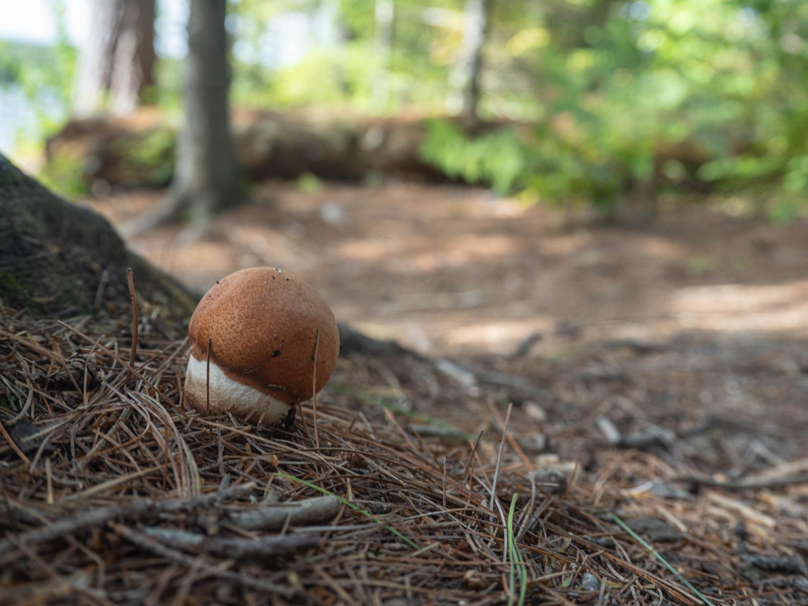A mushroom along the shore