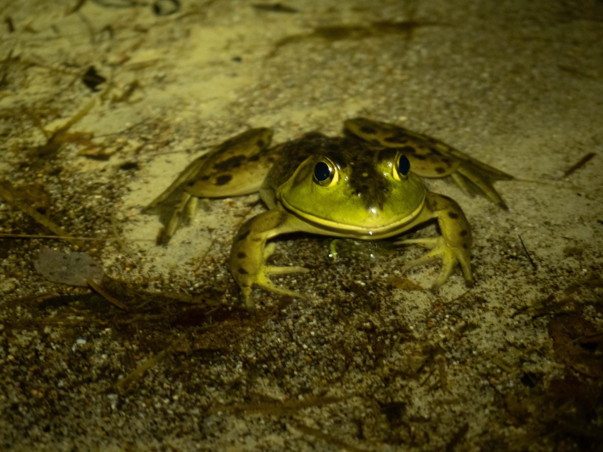 Our night visitor