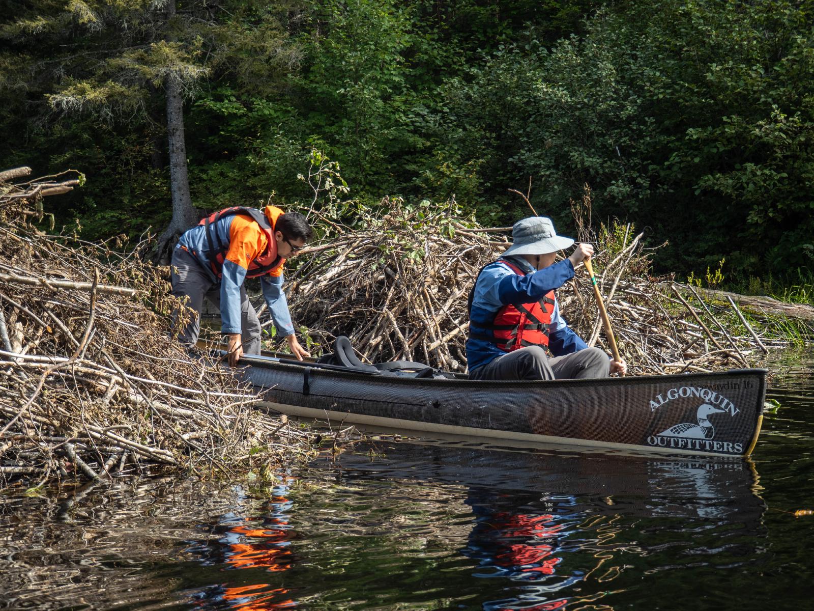The beaver dam