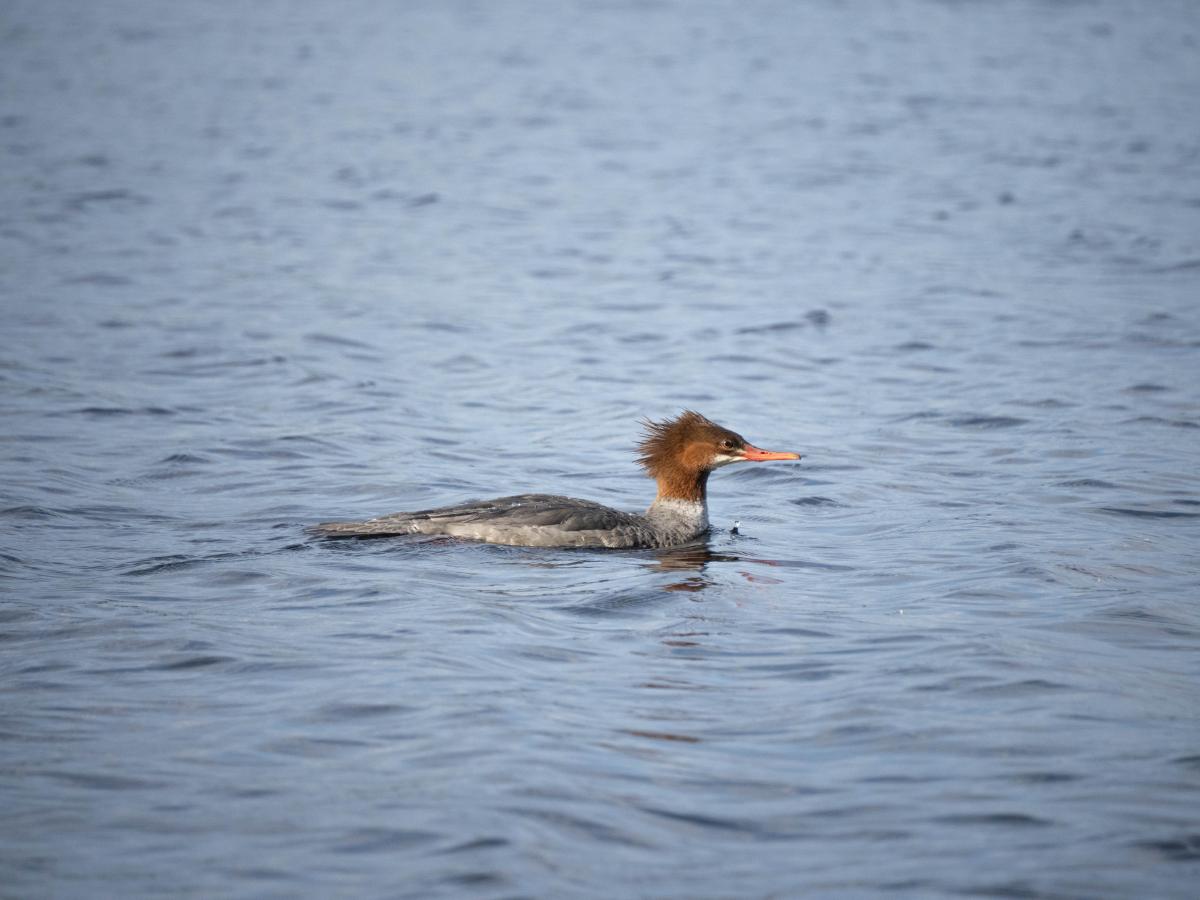Some local birdlife