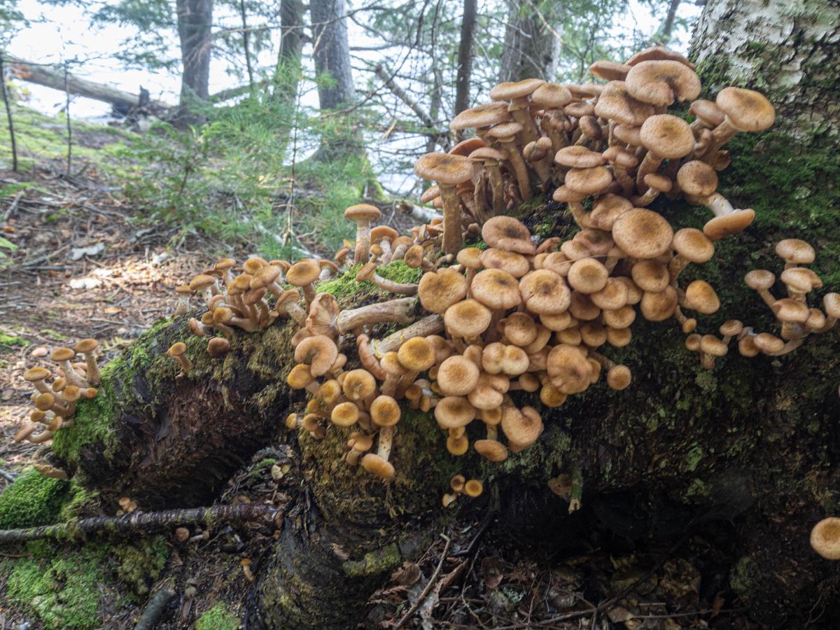 Very interesting mushrooms, part one