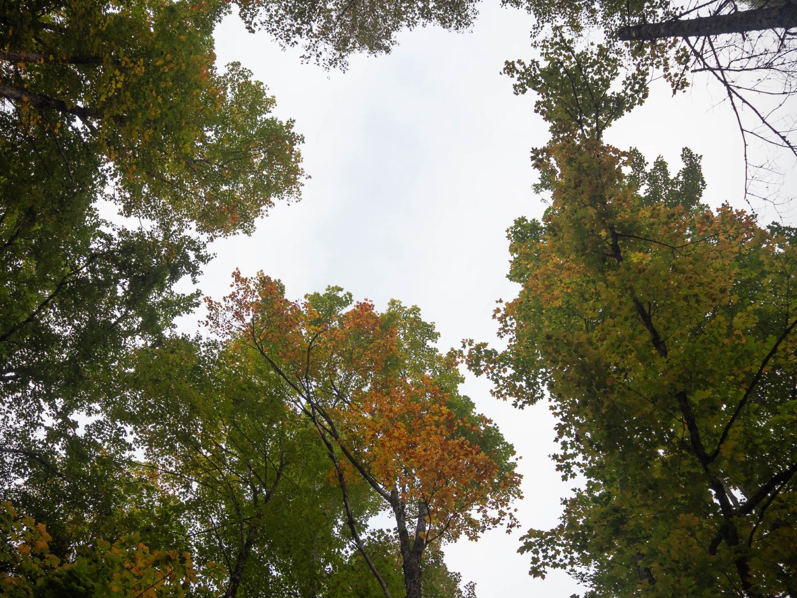 Fall colour on Burnt Island