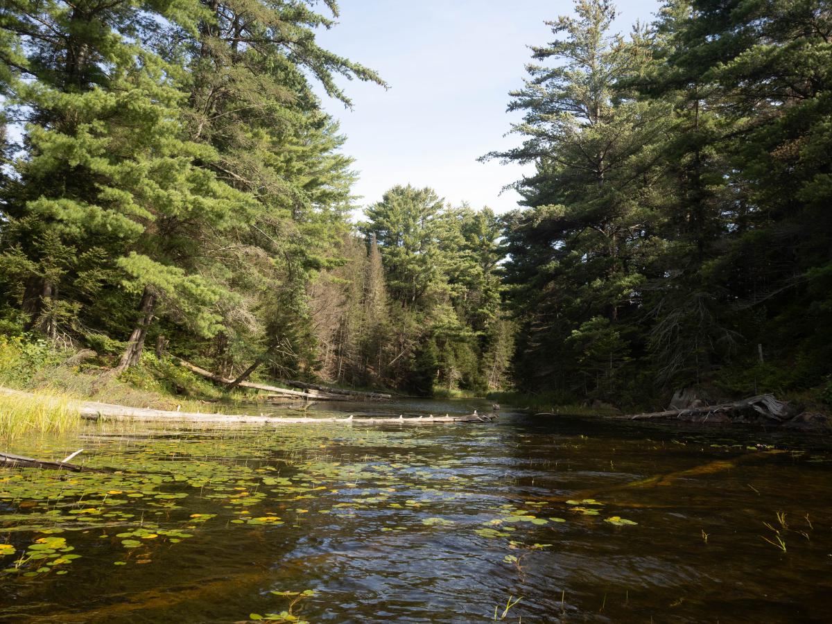 Morning paddle out of Tom Thomson