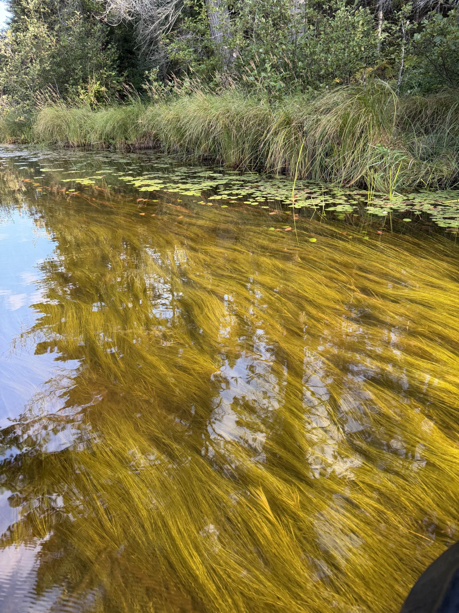 River grass